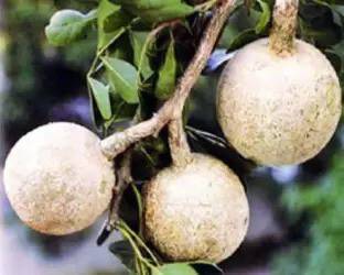 MAA Wood apple, Bel fruit, Kaitha, Katbel, Beal Fruit Seed