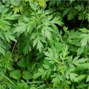 Biosnyg YRS-59 Mugwort Herb (Artemisia vulgaris)-[200 Seeds] Seed