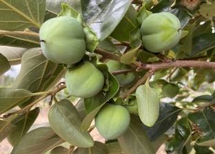 M-Tech Gardens Rare Hybrid Persimmon " Suruga " Exotic 5 Seed