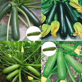 CRGO ZUCCHINI Seed