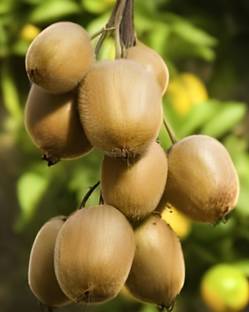 SHYAM Spacial Veraity Kiwi Fruit Tree Plant Seed