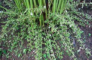 CYBEXIS PUAS-60 - Malabar Cardamom Plant - (60 Seeds) Seed