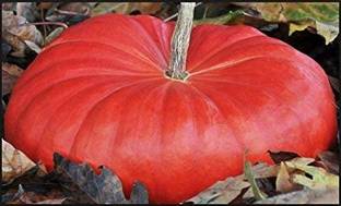 VibeX ® VXI-352 Cinderella Pumpkin Seeds Seed
