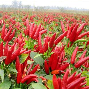 Qualtivate ™ Red Hot Chilli Pepper Seeds Seed