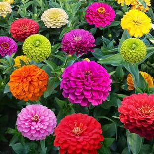 BSARKAR Hybrid best multi mix color variety zinnia flowers seed Seed