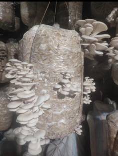 Arko Oyster Mushroom Spawn/Seed for Home Garden - Grain Spawn Seed