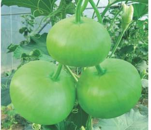 UGRA Round Bottle Gourd, Ghiya Seed