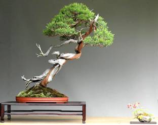 NooElec Seeds India Dwarf Savin Juniper Bonasi Tree Seed