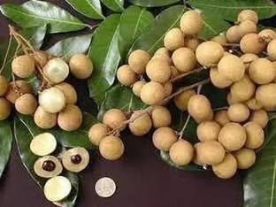 Aro Litchi, Lichi, Lychee Seed