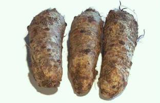 Aywal Arbi Taro root Outdoor Gardening vegetable Bulbs Seed