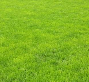 BDSresolve Carpet grass seeds/Lawn Grass Seeds 4000 Seed