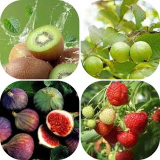 seedx Hybrid Kiwi, Strawberry, Guava, Anjeer, Combo Pack Seeds, Mega Combo Pack Seed