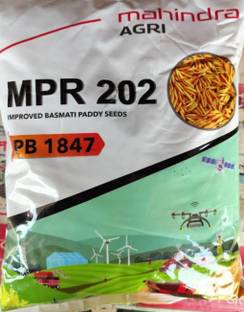 HYBRID 3KG Mahindra 1847 paddy seeds (22-25 Quant /acre)Highest yield variety Seed