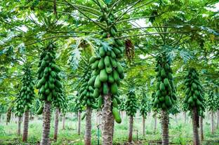 Arshiayat Red Lady 786 Papaya Seed Taiwan f1 Seeds, 100% Germination Seeds For Gardening Seed