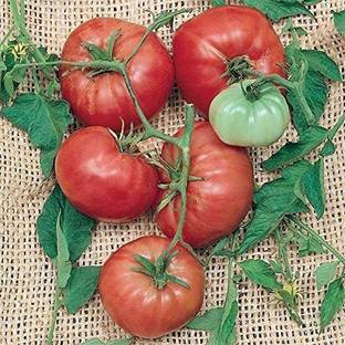 WILLVINE HUA-9 Climbing Trip-L-Crop Tomato Seeds (Italian Tree)-250 Seeds Seed