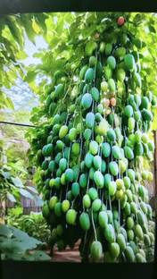 lodhi Mango seeds, Hybrid mango seeds, Sweet mango seeds, ?? ?? ??? Seed