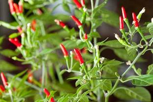 Qualtivate XXX-3A Thai Chilli Hot Pepper Seed