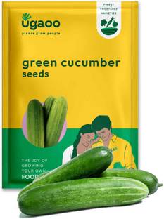 उगाओ लंबी क्यूकम्बर सब्जी बीज