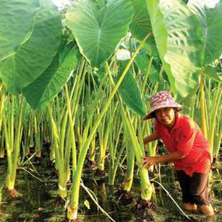 SeeGreen Taro Root / Arbi / Dasheen / Eddoes Vegetable Bulbs Home Outdoor Gardening Bulbs Seed