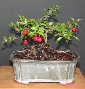 MAA Cherry, Sweet Cherry Seed