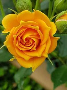 ACMS English Rose AC-32 Flower Seeds For Home Lawn Garden r Seed