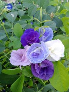 Dasstore Aprajita hybrid and mix colour good quality flower plant seed 30p+ per packet Seed