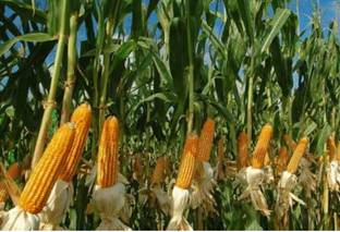 HYBRID 250G hybrid maize corn makka seeds Highest yield variety early fruiting Seed