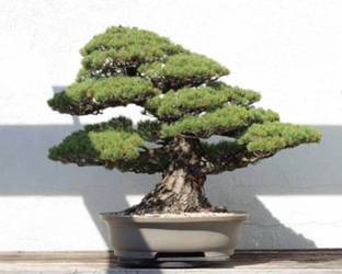 Hybrid Galaxy Bonsai Tree Hybrid Seed Seed