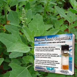 WILLVINE VXI-372 Lamb's Quarter Seeds (Chenopodium Album) Seed