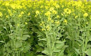 HYBRID 1kg Hybrid mustard seeds highest yield Verity moti-46 Seed