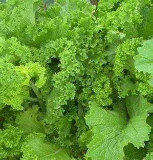 CYBEXIS VXI-70 - Southern Giant Curled Mustard - (250 Seeds) Seed