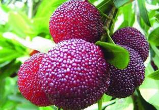 NooElec Seeds India 50+ Seeds- Myrica Rubra Chinese Bay-Berry Seeds - Morella Rubra Seed