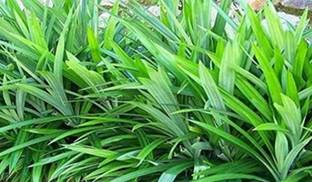 Kapebonavista Wangi Basmati Screw Pine Annapurna Pandanus plant, it is a plant not a seed Seed