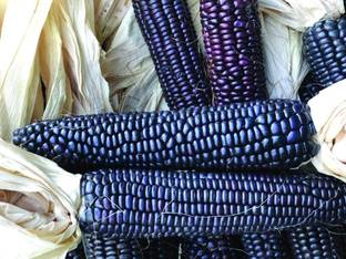 VibeX ® XXL-553 Blue Hopi Corn Seeds Seed