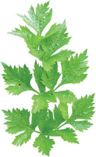 VibeX ATS-33 - Gigante D'Italia Parsley - (250 Seeds) Seed