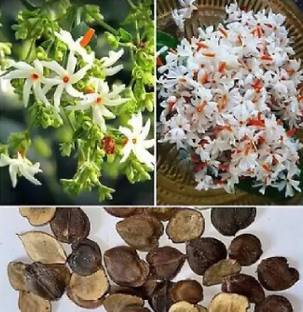 ibains Night jasmine seeds,Parijaat flower seeds,Shiuli flower seeds Seed