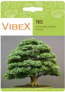 Biosnyg Japanese Green Maple Bonsai Seeds-[50 Seeds] Seed