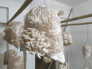 Arko Oyster Mushrooms Grain Spawn Seeds – First Generation High Yield White Seed