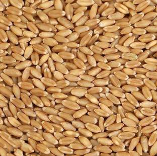 Wheat 1kg wheat organic seeds Flour and roti very tasty roti /chapati Seed