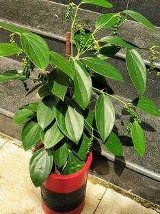 Cloud Farm Black Pepper Spice Plant, Air Layered, Black Pepper(Golmorich) Plant Seed