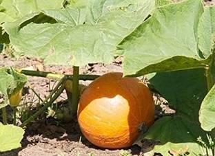 VibeX ® RXI-98 Kaddu Seeds Kohda Pumpkin कोहड़ा बीज Seed