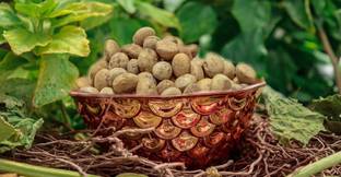 SEVENGRAINS NIRMALI SUPARI BEEJ, NIRMALI SEEDS, STRYCHMOS POTATORUM Seed