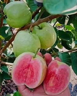 SHYAM Special Healthy Sweet &Testy Food Taiwan Pink Guava Fruit Live Plant Tree Seed