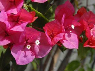 Kapebonavista Bougainvillea buttiana is a flowering live plant Seed