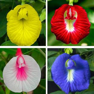Greenfall Aparajita Flower Seeds, Rainbow Mix (20 Per Packet) Seed