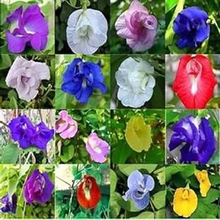 Greenfall Aparajita Seeds, Mixed Colors, Nilkantha (24 Per Packet) Seed