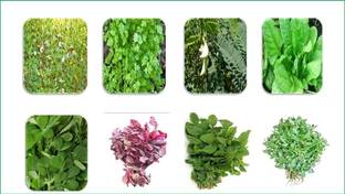 ibains Mix combo vegetable seeds Seed