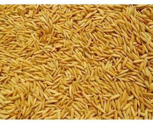 BDSresolve Dhan Paddy Seeds Vadlu For Pooja, Germination Seed