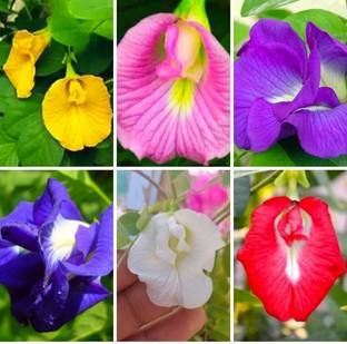 abiswas Multicolour Aparajita Seed