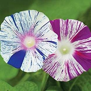 CYBEXIS XL-97 - Morning Glory Harlequin - Flower Mix - (100 Seeds) Seed
